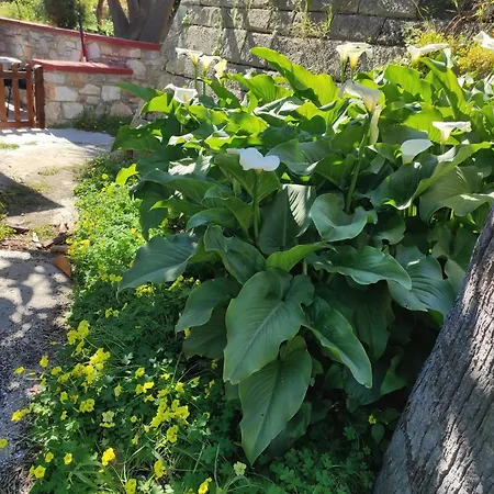 Laxesis Casa de Férias