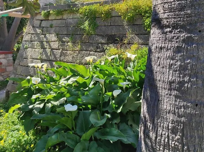 Laxesis Holiday home